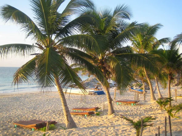 Vista Panorámica Playa Palmeras —  Fotos de Stock