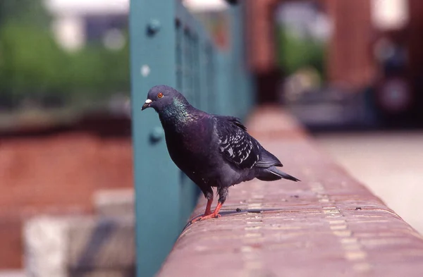 View Beautiful Bird Nature — Stock Photo, Image