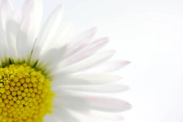 Daisy Beautiful Flowers Image — Stock Photo, Image