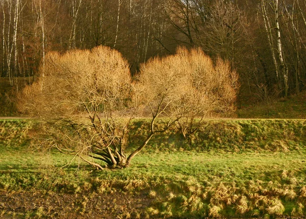 Arbre Par Après Midi Hiver — Photo