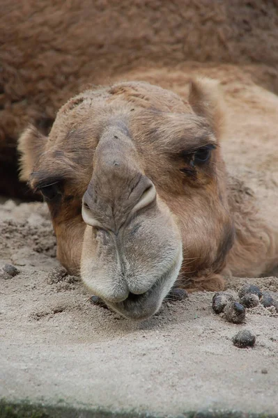 Animal Camelo Fauna Natural — Fotografia de Stock