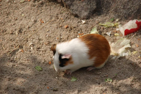 Hamster Marsvin Gnagare Djur Sällskapsdjur — Stockfoto