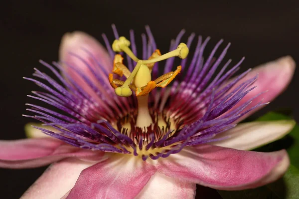 Квіткова Королева Пассіфлора — стокове фото