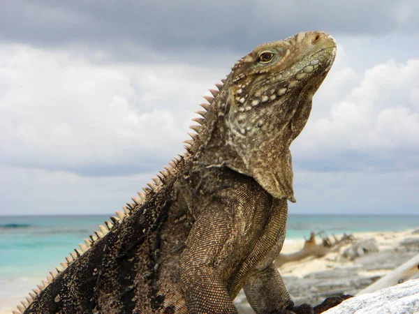 Iguana Silvestre Reptil — Foto de Stock