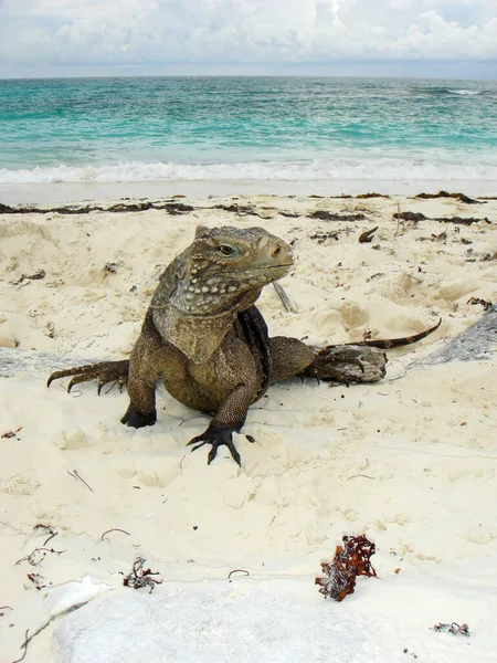 Iguana Selvagem Réptil Animal — Fotografia de Stock