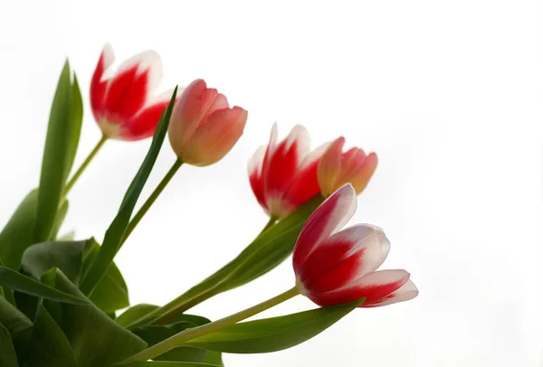 Vue Panoramique Belles Fleurs Tulipes — Photo