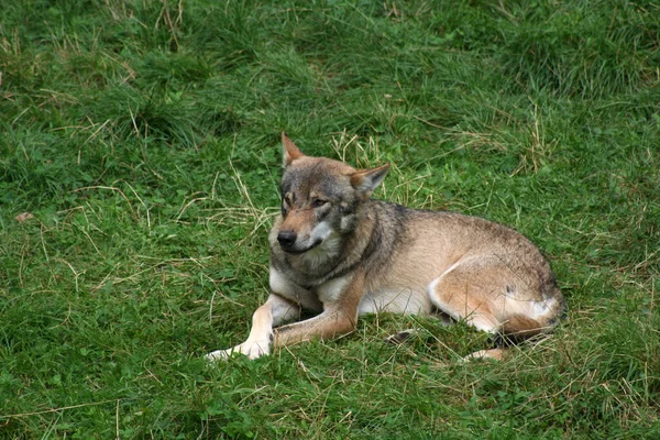 Visão Cênica Lobo Selvagem Natureza — Fotografia de Stock