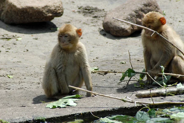 猴是一个常见的名字 可以指哺乳动物的群体或种类 — 图库照片