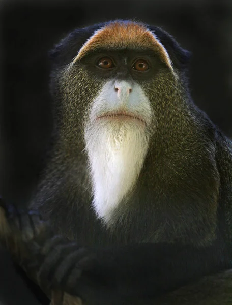 Affe Ist Ein Gebräuchlicher Name Der Sich Auf Gruppen Oder — Stockfoto