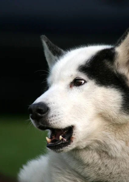 Portrait Cute Dog — Stock Photo, Image