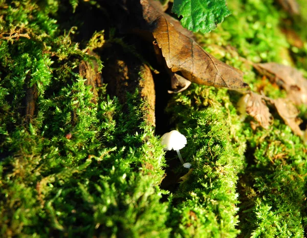 Vista Panorâmica Flora Floresta Selvagem — Fotografia de Stock