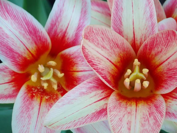 Piękne Tulipany Wiosenne Kwiaty — Zdjęcie stockowe