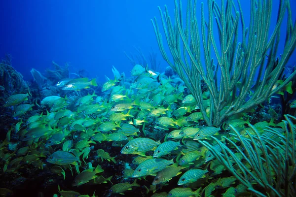Περιοχή Κατάδυσης Aquario Μπροστά Από Νησί Cayo Largo Κούβα Είναι — Φωτογραφία Αρχείου