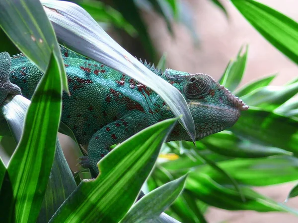 カメレオン動物熱帯トカゲ — ストック写真