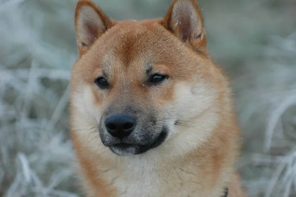 Shiba Inu Köpek Portresi — Stok fotoğraf