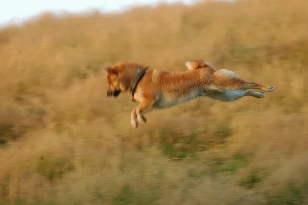 柴犬ジャンプ — ストック写真