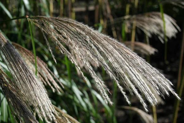 Schöne Botanische Aufnahme Natürliche Tapete — Stockfoto