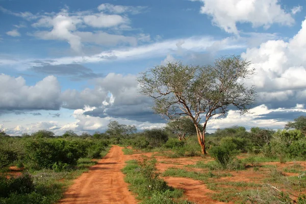 Vista Panoramica Della Fauna Della Flora Savannah — Foto Stock