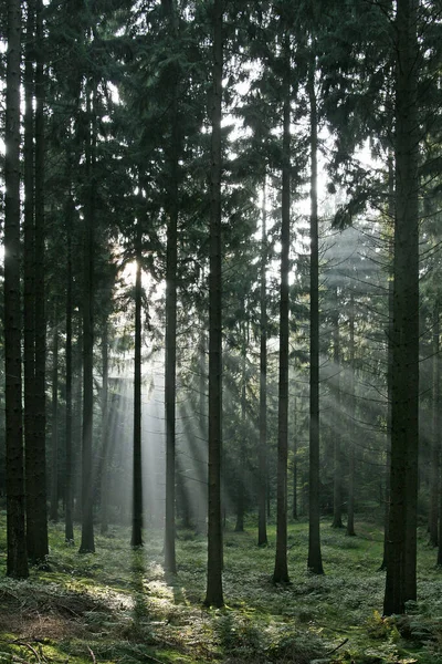 Sonnenstrahlen Wald — Stockfoto