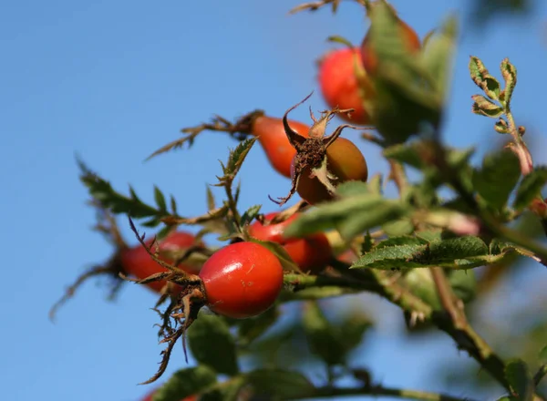 Roshöns Röda Bär — Stockfoto