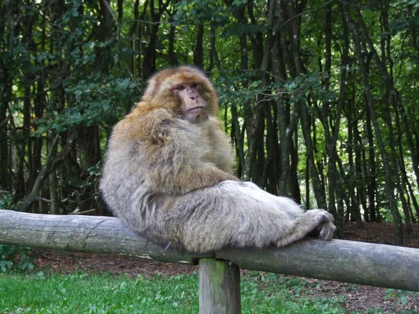 Mono Zoológico — Foto de Stock