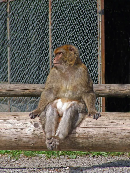 Alleen Kan Hier Zitten — Stockfoto