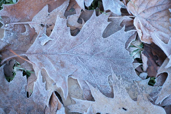 Prachtig Kleurrijk Herfstblad — Stockfoto