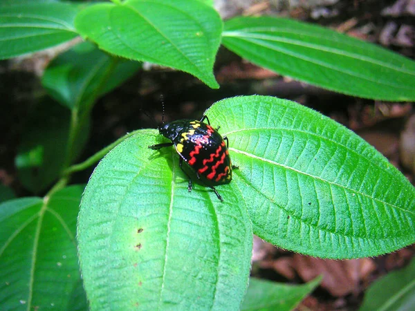 Primo Piano Bug Natura Selvaggia — Foto Stock