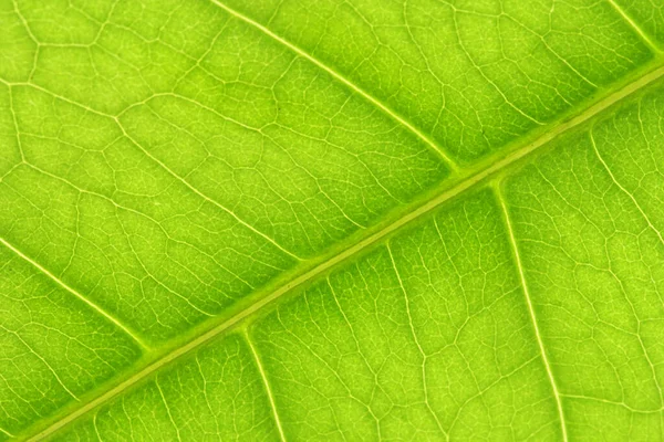 Leaf Structure Close View Foliage Background — Stock Photo, Image