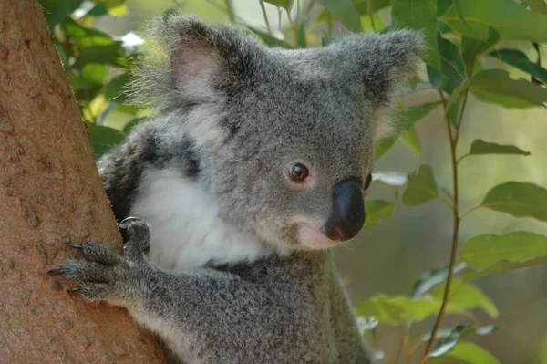 Koala Αρκούδα Άγρια Ζώα Δέντρο — Φωτογραφία Αρχείου