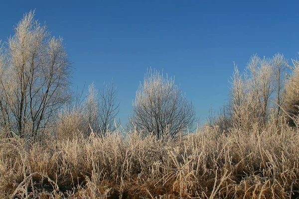 Zimní Magie Zasněžená Příroda — Stock fotografie
