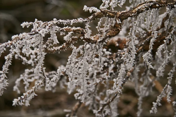 Παγετός Στο Δέντρο — Φωτογραφία Αρχείου