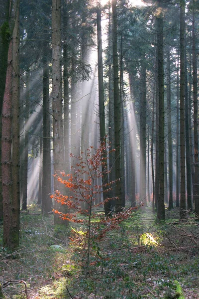 Sunbeams Forest — Stock Photo, Image