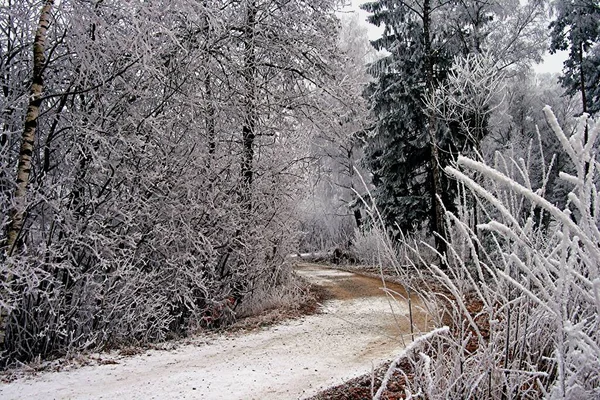 Vue Panoramique Flore Forêt Sauvage — Photo