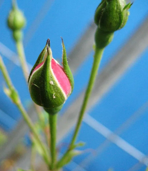 Płatki Róż Romantyczna Flora — Zdjęcie stockowe