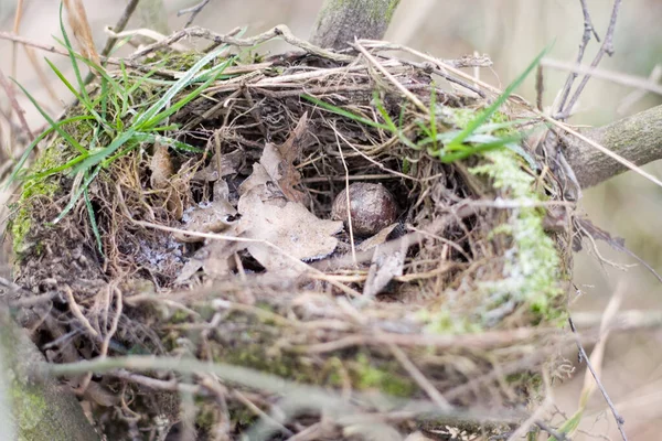 Schilderachtig Uitzicht Prachtige Vogel Natuur — Stockfoto