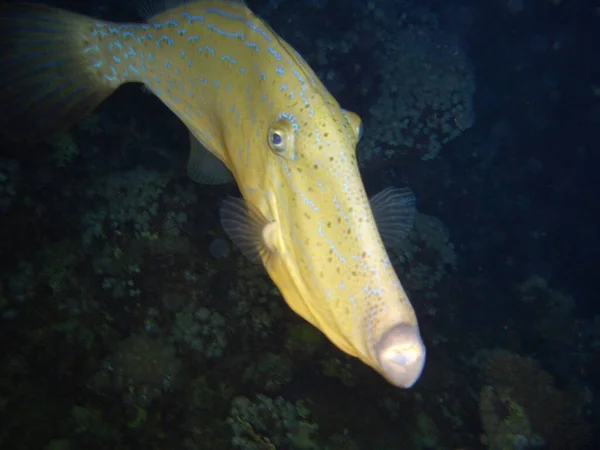 Feile Fische Auf Nachtaktive Spiel — Stockfoto