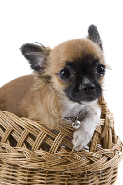 Petit Chihuahua Pedigree Chien — Photo