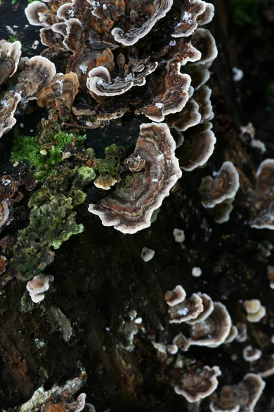 Trädsvamp Flora Och Vegetation — Stockfoto