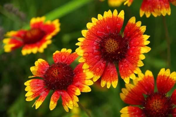 Vacker Botanisk Skott Naturliga Tapeter — Stockfoto