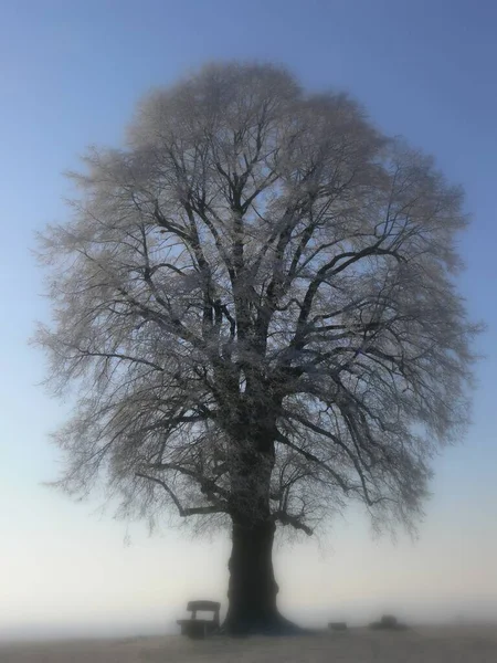 Auch Hier Der Baum Mit Etwas Mehr Boden — Stockfoto