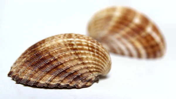 Vista Ravvicinata Della Conchiglia — Foto Stock