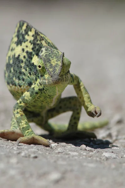 Animal Camaleão Réptil Lagarto Tropical — Fotografia de Stock