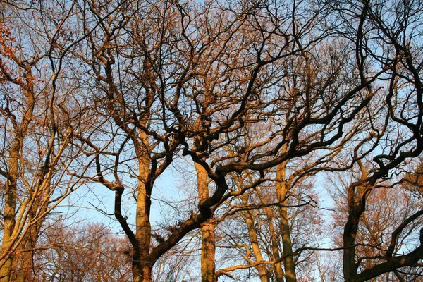 Ramos Árvore Flora Botânica — Fotografia de Stock