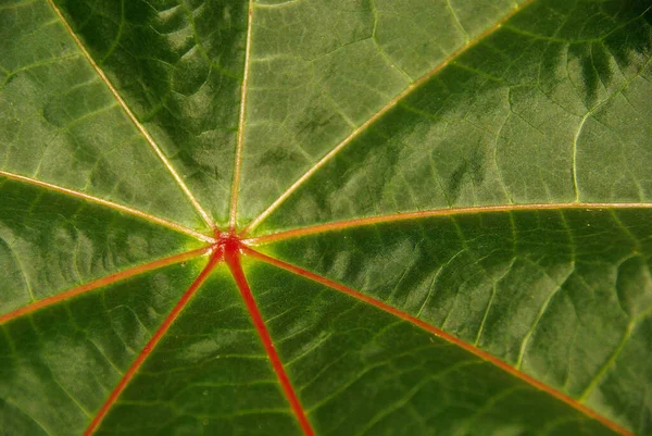 Grünes Blatt Baum — Stockfoto