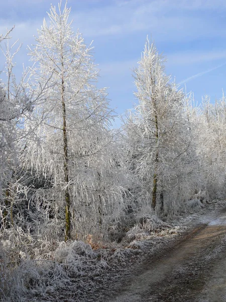 Blick Auf Eine Winterszene — Stockfoto