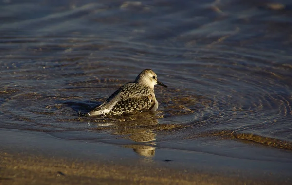 Strand Szene Natürliches Wasser — Stockfoto