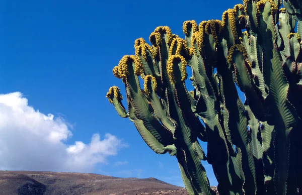 Planta Cacto Flora Cacto Espinhosa — Fotografia de Stock