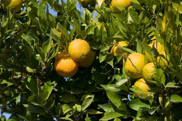 Πορτοκάλια Στο Δέντρο — Φωτογραφία Αρχείου