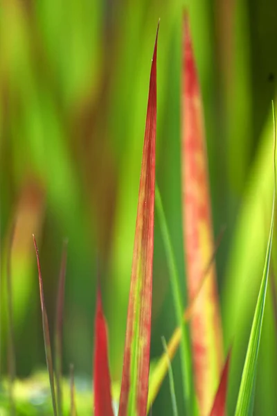 Grass Flora Plant Nature — Stock Photo, Image